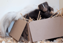 Owner traced of escaped skunk trapped by Tropiquaria Zoo as reports of more come in