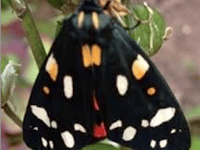 Join the hunt for bugs, butterflies, and moths
