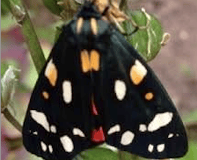Join the hunt for bugs, butterflies, and moths