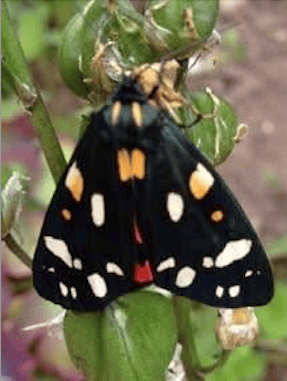 A scarlet tiger moth is one of hundreds of different species which have been found in Carhampton Community Orchard since 2009.