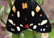 Free family fun with minibeasts in Carhampton Community Orchard