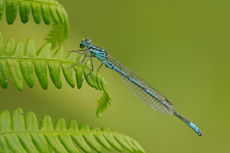 The Azure Damselfly was one of the most-recorded species in this year's Somerset Wildlife Trust's The Big Count.
