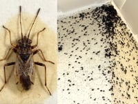'Millions' of bugs invade Blue Anchor homes