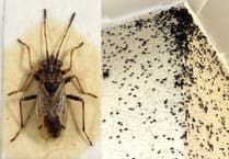 Parish councillors preparing strategy to fight future bug infestations in Blue Anchor