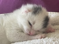 "Cutest kitten ever" found on village road