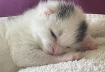 "Cutest kitten ever" found on village road