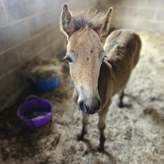 Exmoor appeal for Tinkerbell the foal 