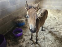 Exmoor appeal for Tinkerbell the foal 