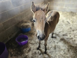 Exmoor appeal for Tinkerbell the foal 