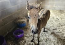 Abandoned foal was given little chance of survival