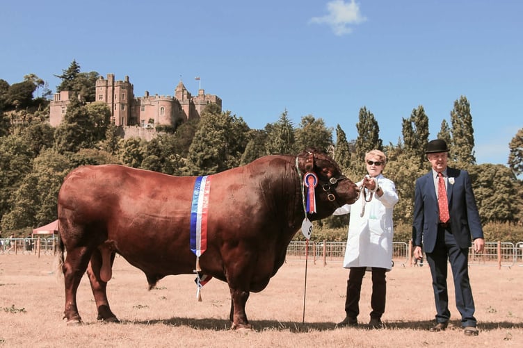 Dunster Show 2026 Supreme Champion Beef was taken by John May, from Crediton, with his Devon bull Priorton Yeoman. PHOTO: Freya Smith.
