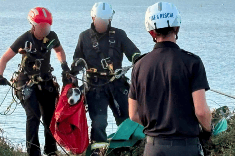 A dog is safely brought to the top of cliffs at Kilve Beach by a specialist Devon and Somerset Fire and Rescue team.