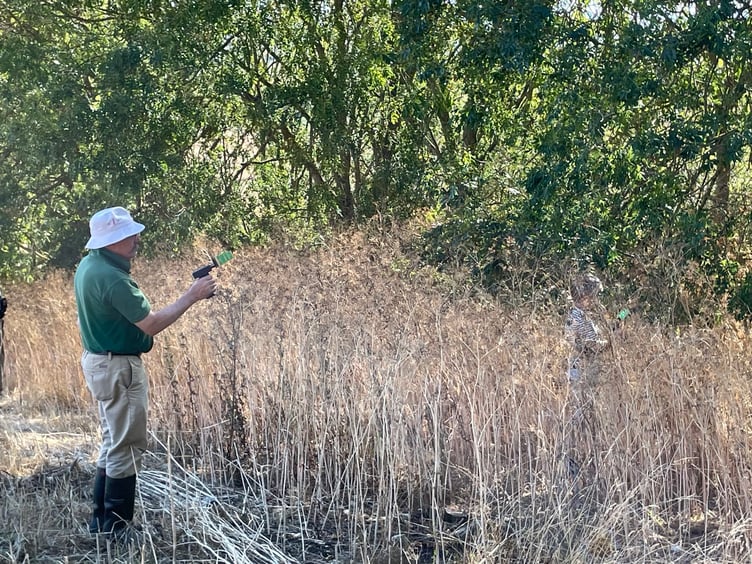 Asian hornets being tracked by a member of Somerset Beekeepers Association.