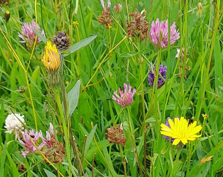 A typical Exmoor wildflower meadow.