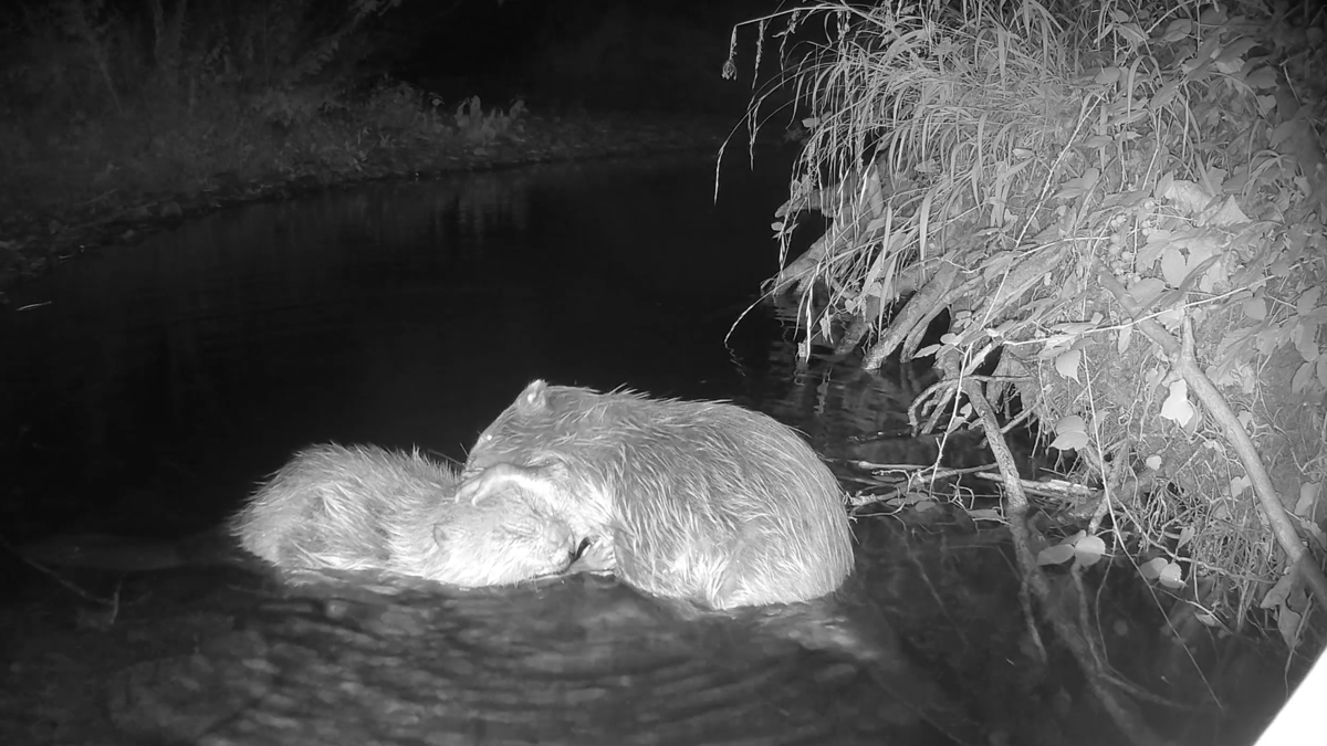 Encouraging signs as beavers released into wilds of Exmoor start pairing up