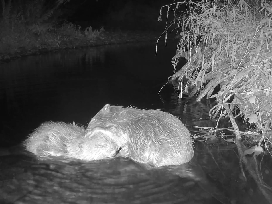 Wild beavers seen forming bonds with each other