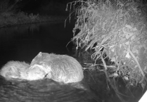 Encouraging signs as beavers released into wilds of Exmoor start pairing up