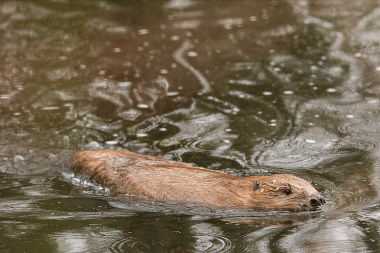 A beaver explores its new territory on Exmoor. PHOTO: National Trust/James Beck.