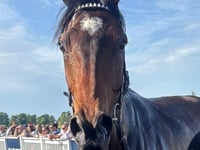 Martin’s Denuo is an impressive second in race