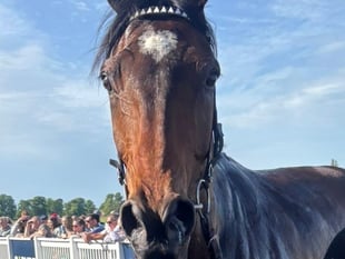 Martin’s Denuo is an impressive second in race