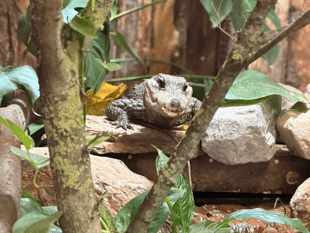Zoo's new star Munchkin arrives
