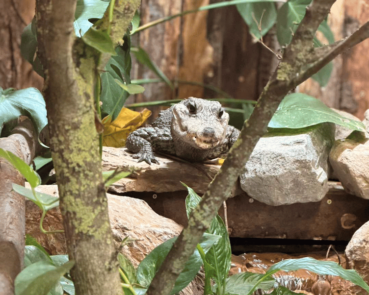 Dwarf crocodile Munchkin familiarising herself with her new home in Tropiquaria Zoo.