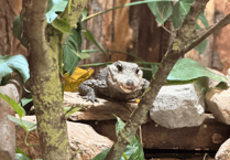 'Crocodile Cove' opens as Munchkin moves into Tropiquaria Zoo