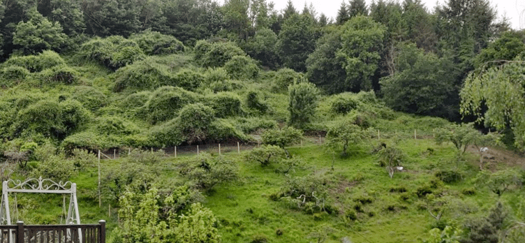 A view across part of Porlock's Conigar Orchard, which is being restored.