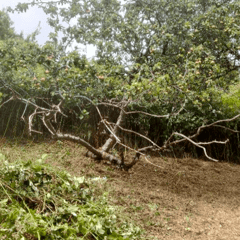 Restoration plan for 400-hundred-year-old orchard