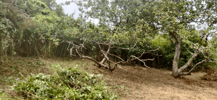 Brambles and grass have started to be cut back as restoration work starts on Porlock's ancient Conigar Orchard.