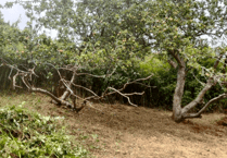 Management plan until 2041 drawn up as ancient Porlock orchard is restored