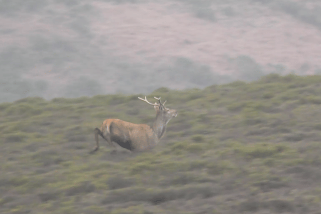 A stag which the Hunt Saboteurs Association was killed on March 16 when the Quantock Staghounds held a meet.
