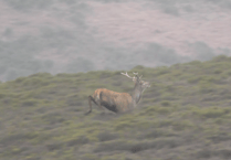 Pair face charges for alleged illegal hunting of stags on Quantock Hills