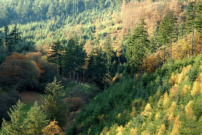 Ramscombe Forest, on the Quantock Hills.