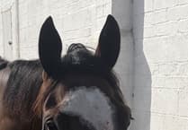 Pipe's yard still waiting for much-needed rain before racing