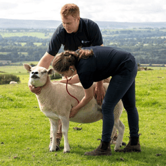 Grants for ram fertility tests as disease spreads