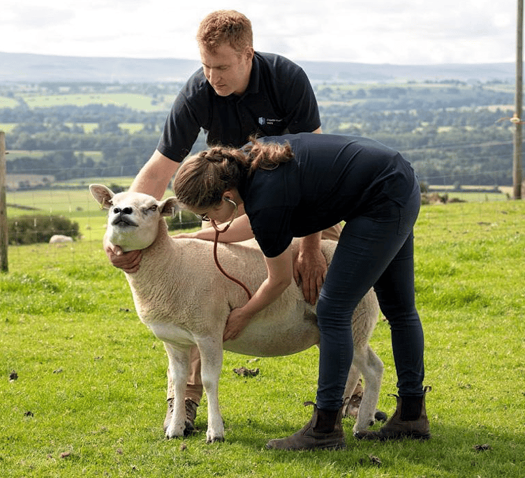 Due to the bluetongue disease outbreak on Exmoor, sheep farmers are being offered grants toward fertility testing of their rams.