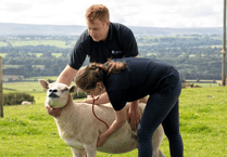 Bluetongue epidemic sparks fears for fertility of Exmoor's rams