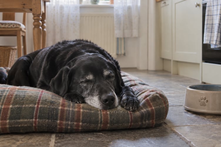 pet insurance