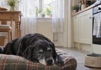 Insuring an older dog or cat: what changes and what to ask