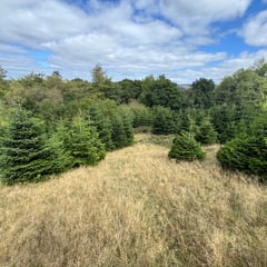 Buy your own Christmas tree... plantation