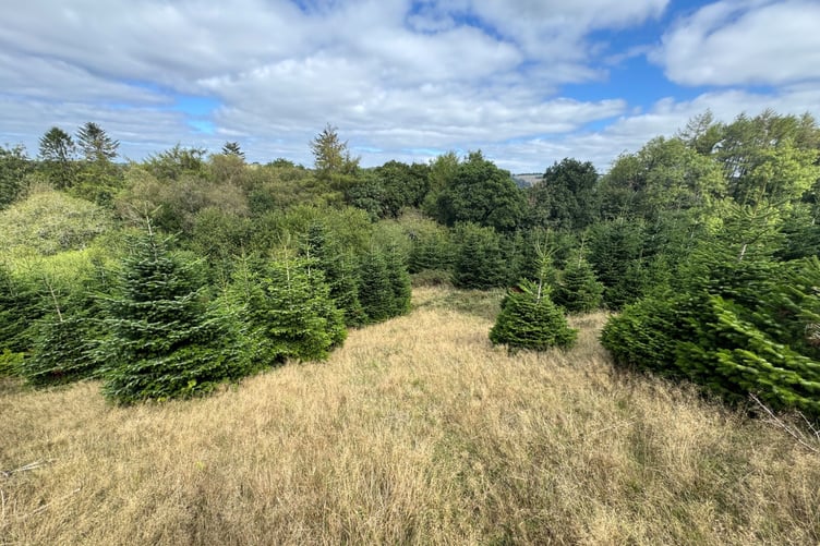 A Christmas tree plantation on Exmoor is for sale at auction. PHOTO: Clive Emson Auctioneers.