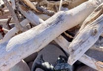 Halloween beach clean volunteers looking for scariest litter or debris item