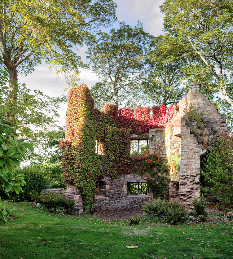 Boston Ivy painting Bastion Tower red at Dunster Castle. PHOTO: Dave Wood.