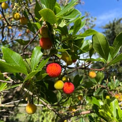 Exotic plants thriving in 'Costa del Dunster'
